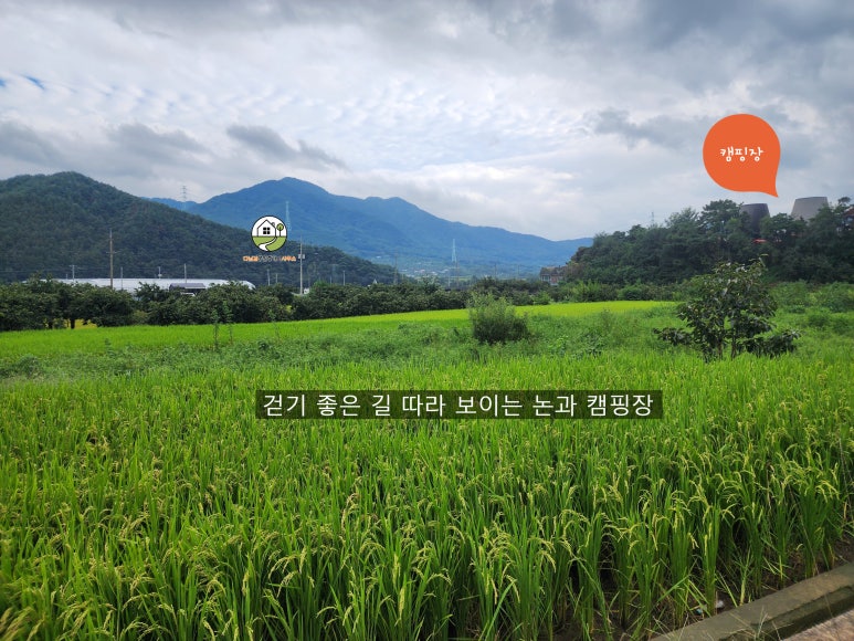 경상북도 청도군 청도읍 사촌리 약468평 토지 매매